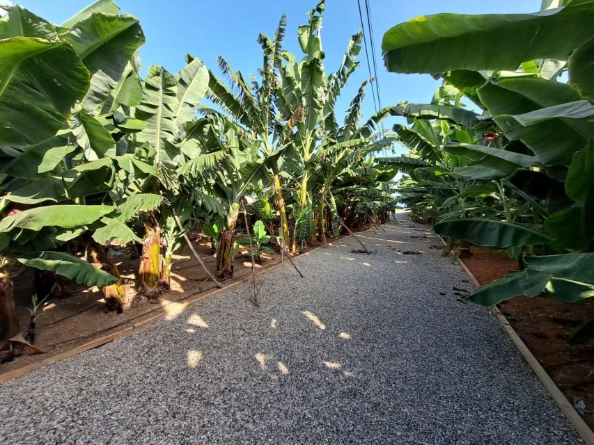 Gran Canaria: Banana World Guided Tour & Tasting - The Interpretation Center in an 1804 Canarian house: history + a place to shop