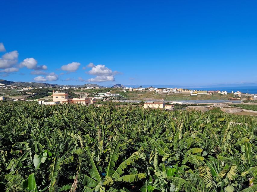 Gran Canaria: Banana World Guided Tour & Tasting - Who should book this tour on Gran Canaria (and who might not)