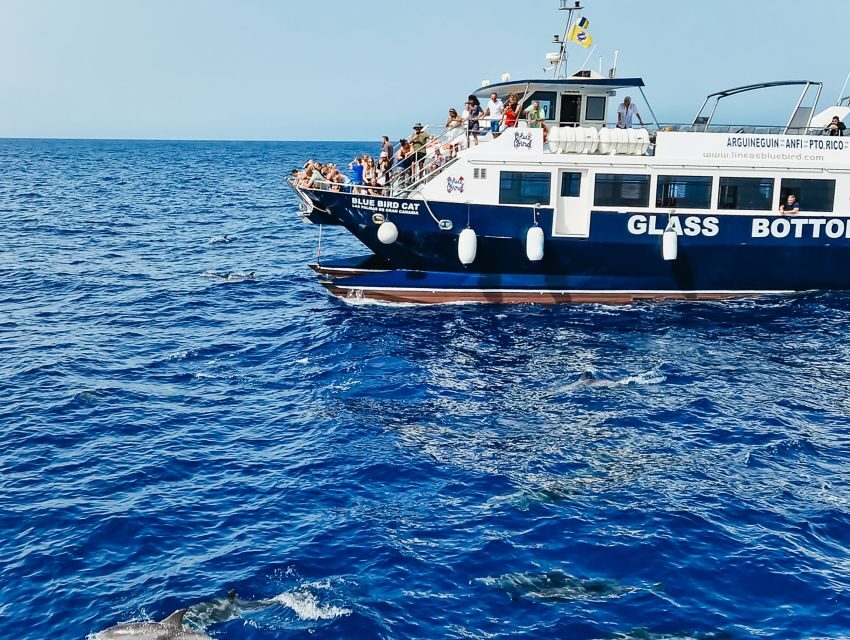 Gran Canaria: Catamaran Dolphin Watch Cruise with Snorkeling - Why this 3.5-hour dolphin cruise feels like good value