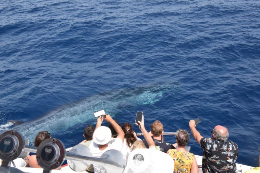 Gran Canaria: Dolphin and Whale Watching Cruise - Key things that make this cruise worth your time