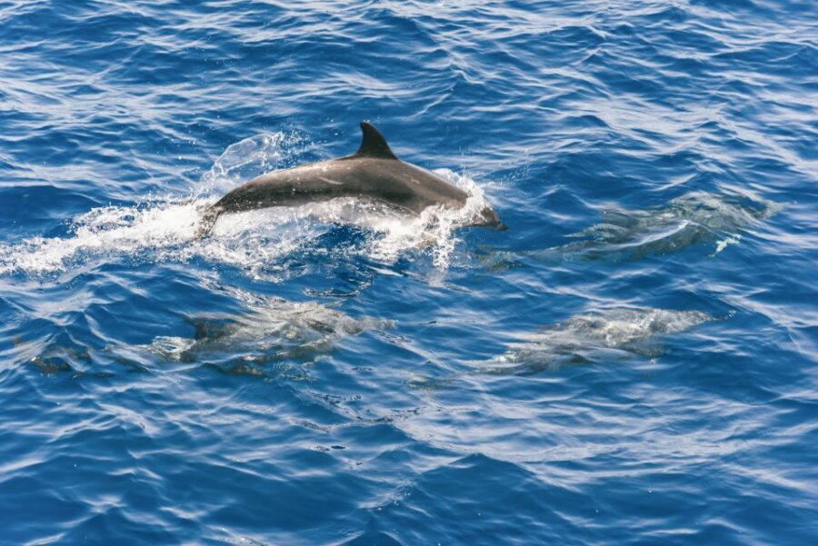 Gran Canaria: Dolphin and Whale Watching Cruise - Should You Book This Dolphin and Whale Watching Cruise?