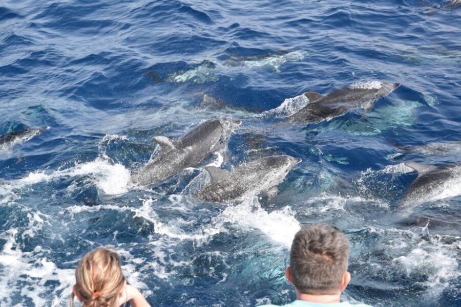 Gran Canaria: Dolphin and Whale Watching Cruise - Close Encounters and Photo Tips When Pods Swim Near