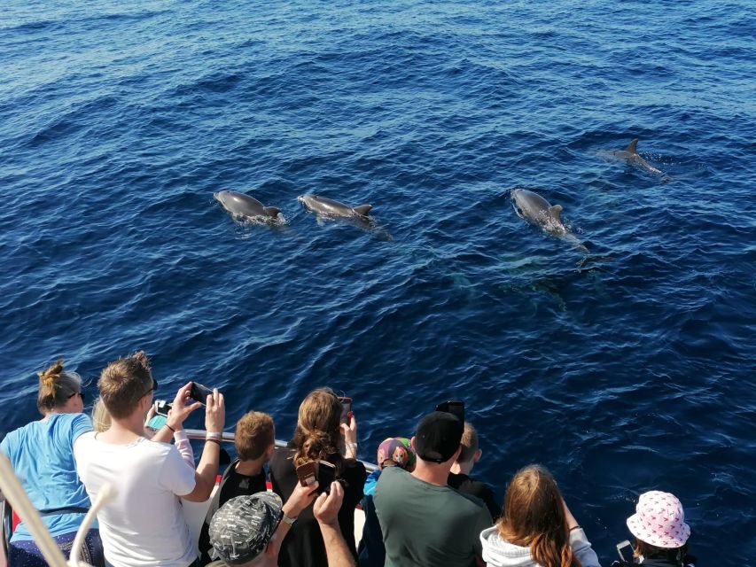Gran Canaria: Dolphin and Whale Watching Cruise - The Choppy-Seas Factor: What to Plan for Before You Go