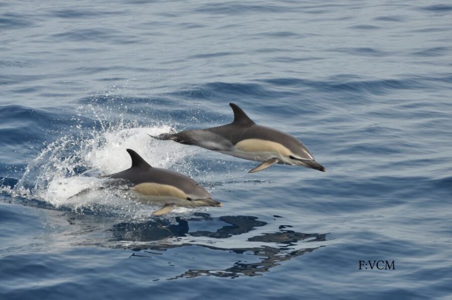 Gran Canaria: Dolphin and Whale Watching Cruise - Comfort, Kids, and the On-Board Bar for Adults