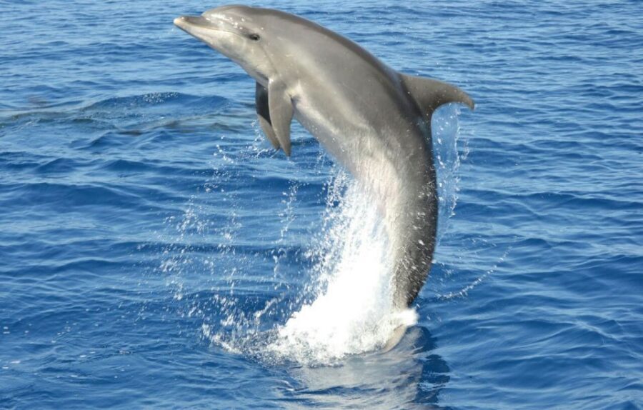 Gran Canaria: Dolphin and Whale Watching Cruise - Who This Cruise Fits Best (and Who Might Skip It)