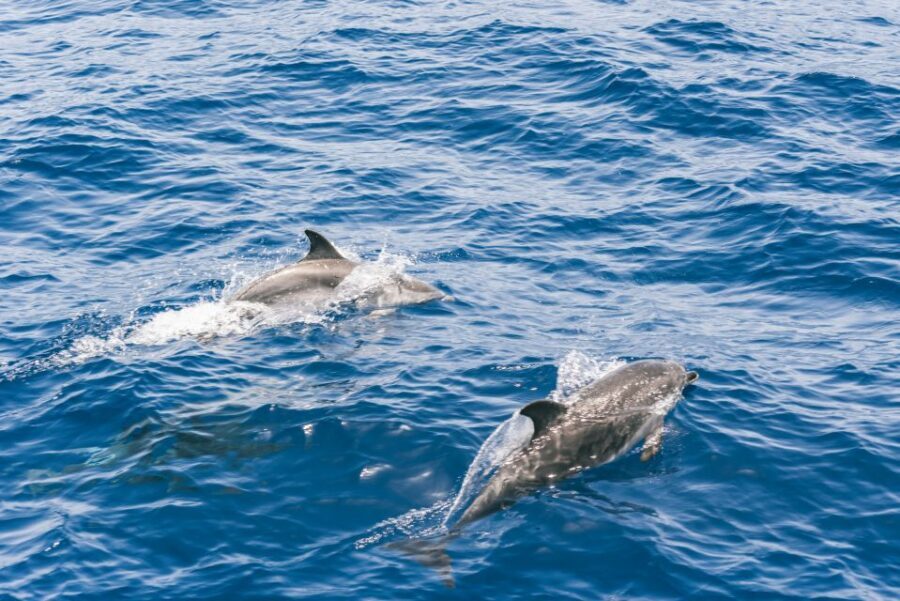 Gran Canaria: Dolphin and Whale Watching Cruise - A Smart Booking Strategy for Better Sightings