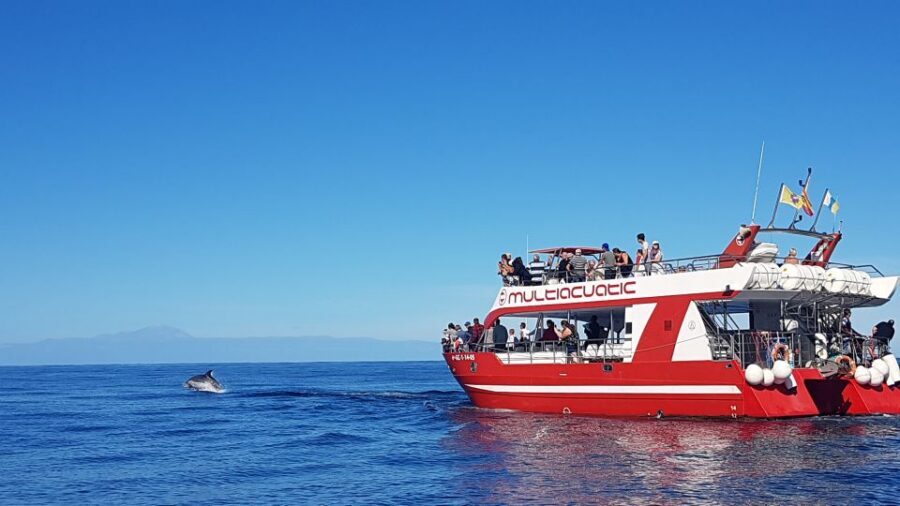 Gran Canaria: Dolphin and Whale Watching Cruise - Where You Meet the Boat in Puerto Rico (and Why Timing Matters)