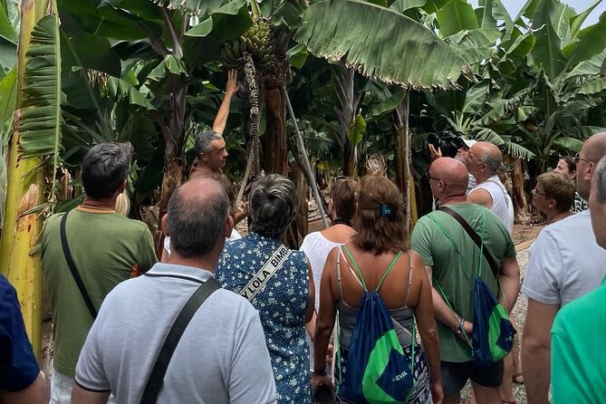 Guided tour of the Banana World - Where Banana World Actually Works: Trasmontaña in about an hour