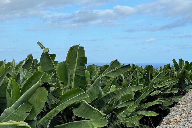 Guided tour of the Banana World - Getting There from Las Palmas and the Cruise Port (Public Bus Option)