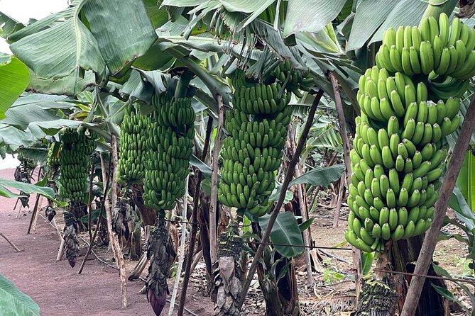 Guided tour of the Banana World - Shop Time and What to Buy: banana products that make gifts easier