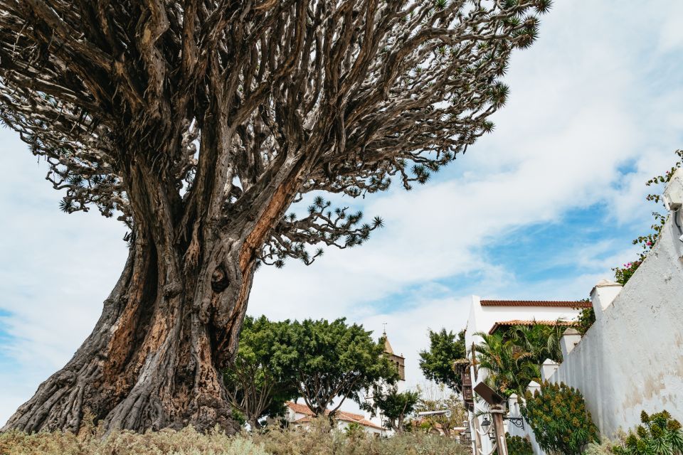 Icod de los Vinos: Dragon Tree & Botanical Garden Ticket - The Millennial Dragon Tree: why the Drago milenario matters