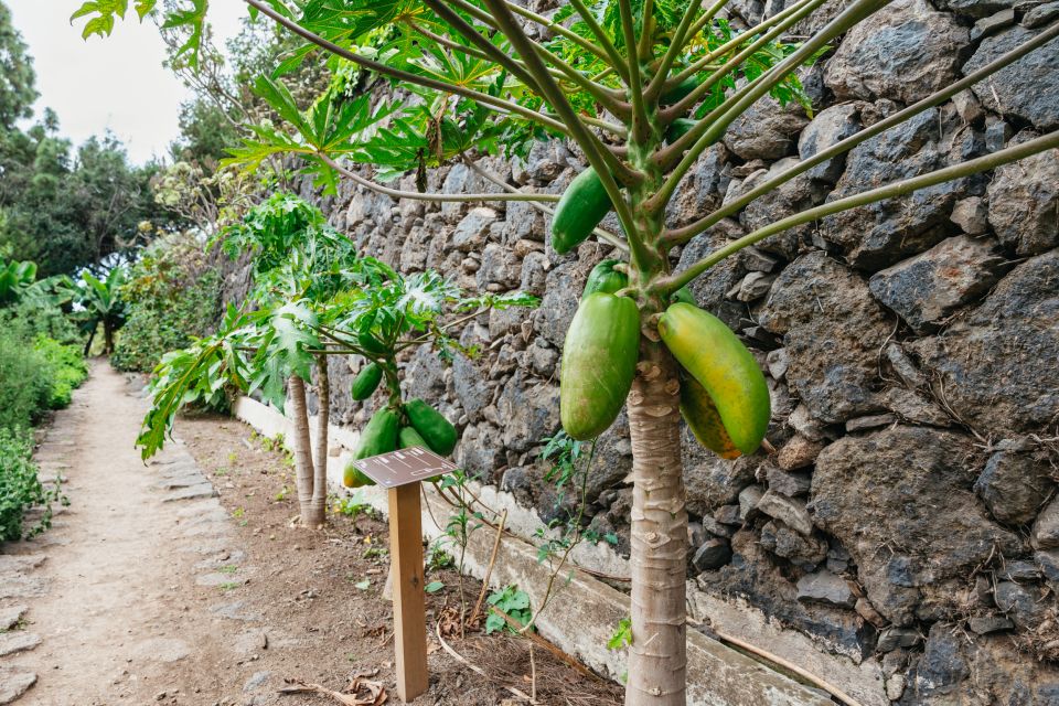 Icod de los Vinos: Dragon Tree & Botanical Garden Ticket - Laurel forest zone: the cooler, shadier change of pace