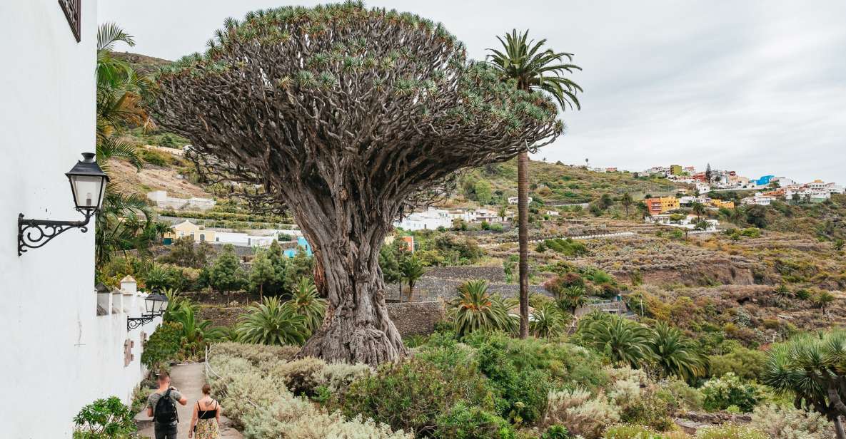 Icod de los Vinos: Dragon Tree & Botanical Garden Ticket - Your walk after the dragon: what the botanical garden is really like