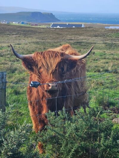 Isle of Skye: Tour the highlights and hidden beauties. - Pickup, planning by email, and how the day gets shaped