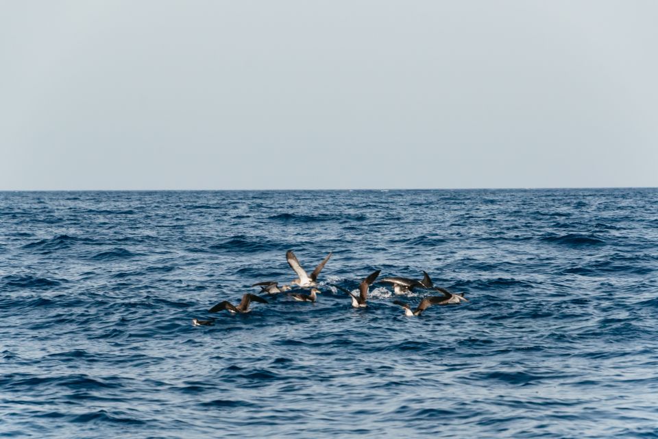 Lanzarote: 2.5-Hour Sunset and Dolphins Cruise - Getting the Most Out of Your Evening