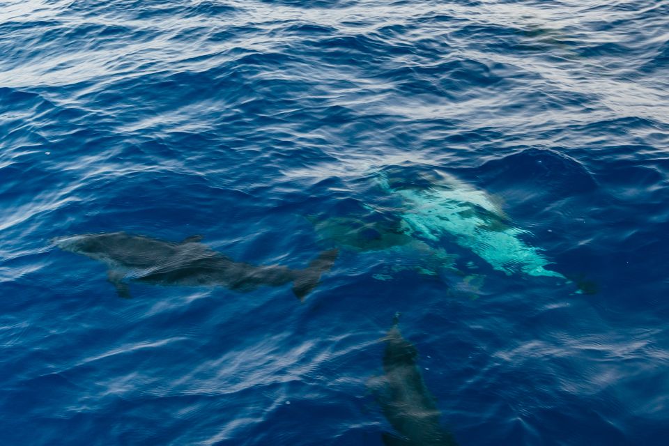 Lanzarote: 2.5-Hour Sunset and Dolphins Cruise - Wildlife Hunting in the Atlantic: Dolphins, Whales, and the Best-Case Reality