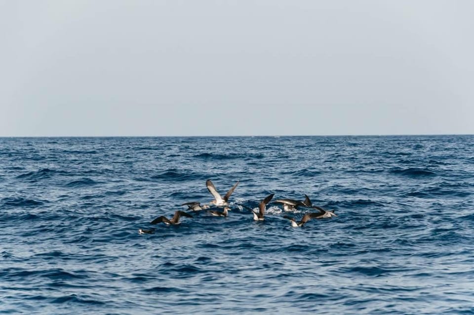 Lanzarote: 2.5-Hour Sunset and Dolphins Cruise - What I’d Recommend It For (And Who Might Prefer Another Option)