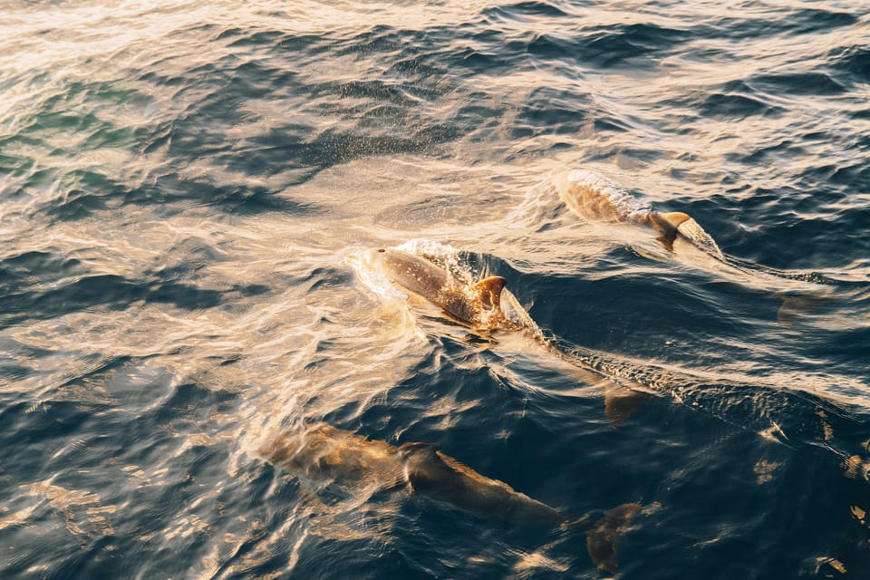 Lanzarote: Dolphin-Watching Sunset Cruise with Transfers - Puerto del Carmen at golden hour is the whole point