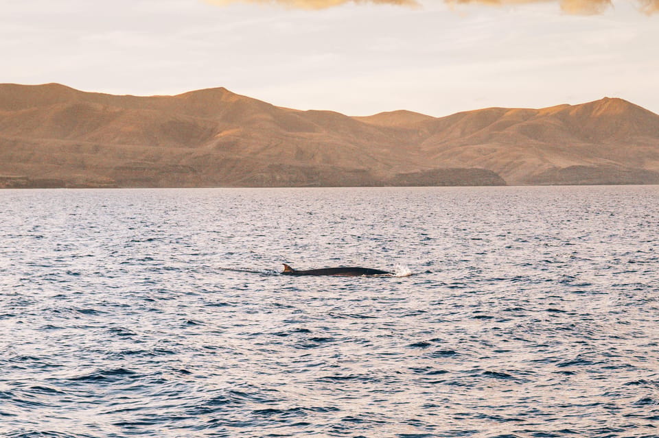 Lanzarote: Dolphin-Watching Sunset Cruise with Transfers - Photo and comfort tips that actually help