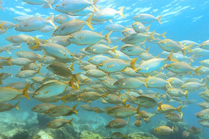 Lanzarote Introductory Scuba Diving Experience - Playa Chica and why this spot works for a first underwater session