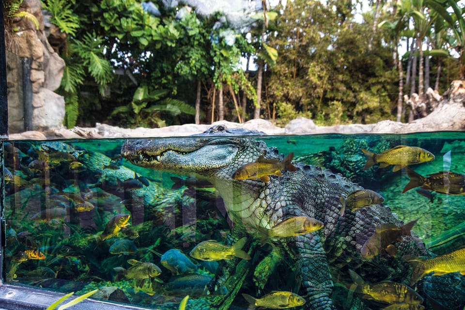 Loro Parque and Siam Park Combined Admission Tickets - Entry Experience: QR Codes, Wristbands, and Fingerprint Verification