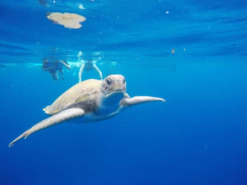 Los Cristianos: Kayak and Snorkel with Turtles and Photos - Key things to know before you go