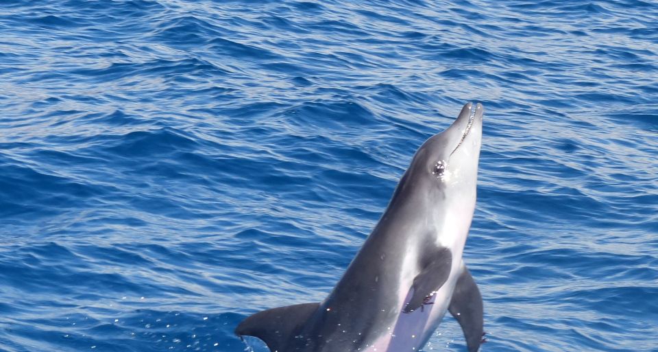 Los Cristianos Respectful No-Chase Whale and Dolphin Safari - Key points to know before you go