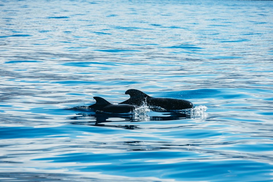 Los Cristianos Respectful No-Chase Whale and Dolphin Safari - A quick checklist for your best chance at a smooth sail