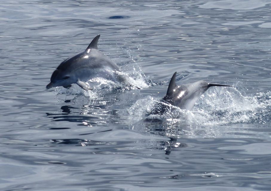 Los Cristianos Respectful No-Chase Whale and Dolphin Safari - Los Cristianos whale watching, minus the stress