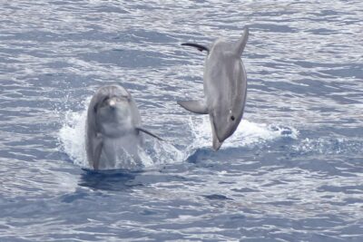 Los Cristianos Respectful No-Chase Whale and Dolphin Safari - Meet the Bahriyeli: a ketch made for real viewing