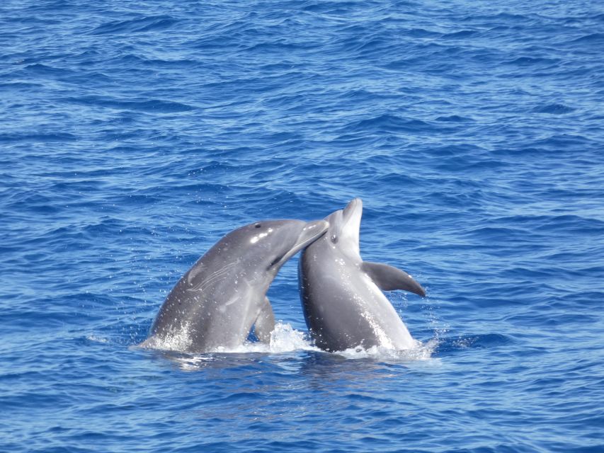 Los Cristianos Respectful No-Chase Whale and Dolphin Safari - What you’re most likely to see off Tenerife