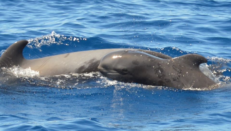 Los Cristianos Respectful No-Chase Whale and Dolphin Safari - Money and value: how $29 stacks up