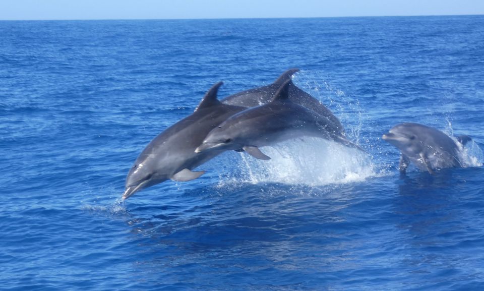 Los Cristianos Respectful No-Chase Whale and Dolphin Safari - Comfort, seasickness, and the little realities