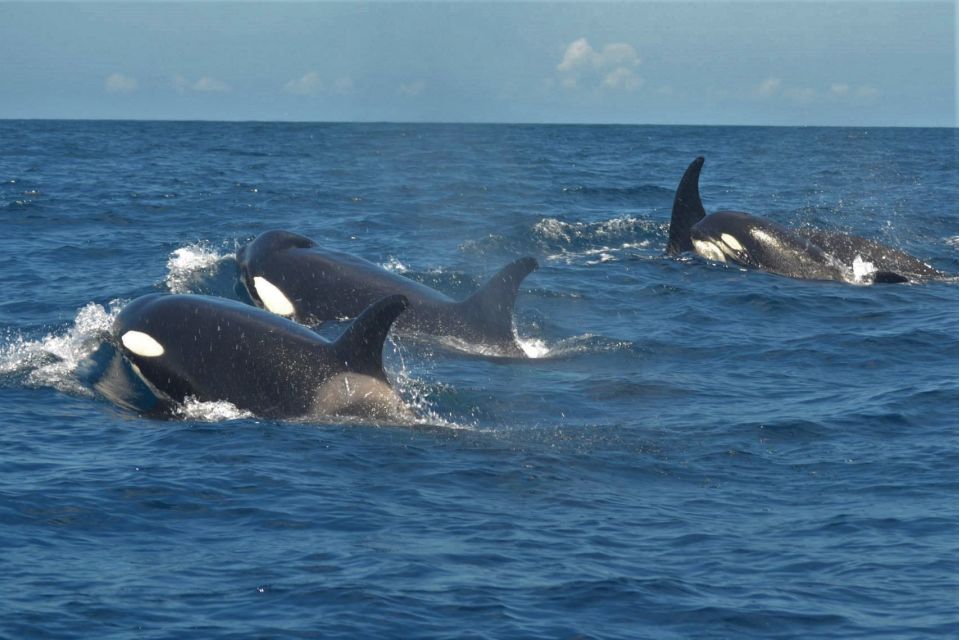 Los Cristianos Respectful No-Chase Whale and Dolphin Safari - Who this safari suits best (and who should skip it)