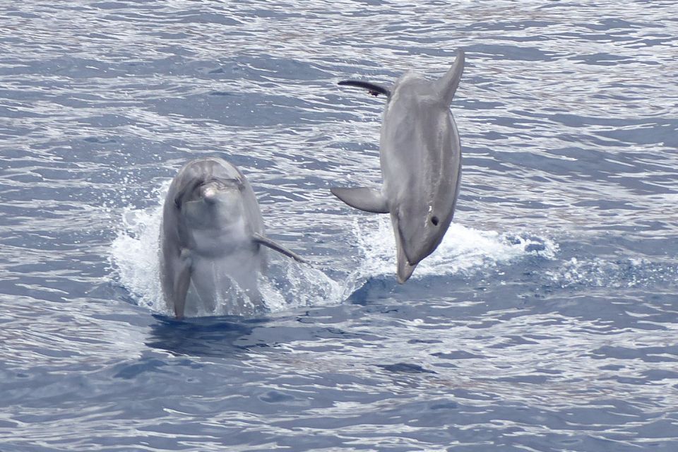 Los Cristianos Respectful No-Chase Whale and Dolphin Safari - Meet the Bahriyeli: a ketch made for real viewing