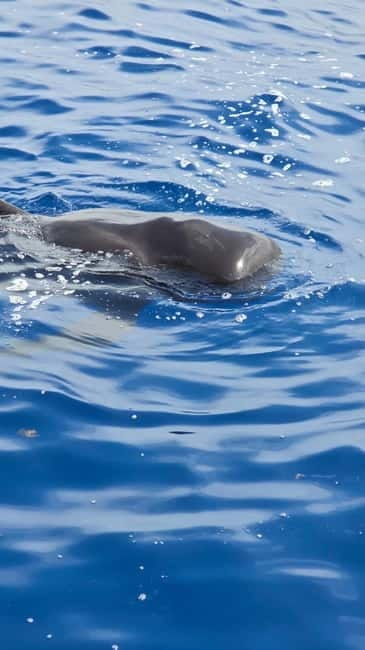 Los Cristianos: Viking Cruise Whales & Dolphins Watching - Quick hits before you go