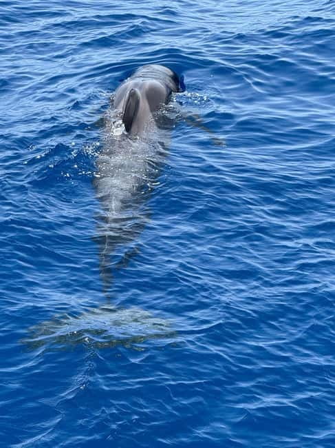Los Cristianos: Viking Cruise Whales & Dolphins Watching - The 2-hour cruise rhythm: safety, sightseeing, then whale-time