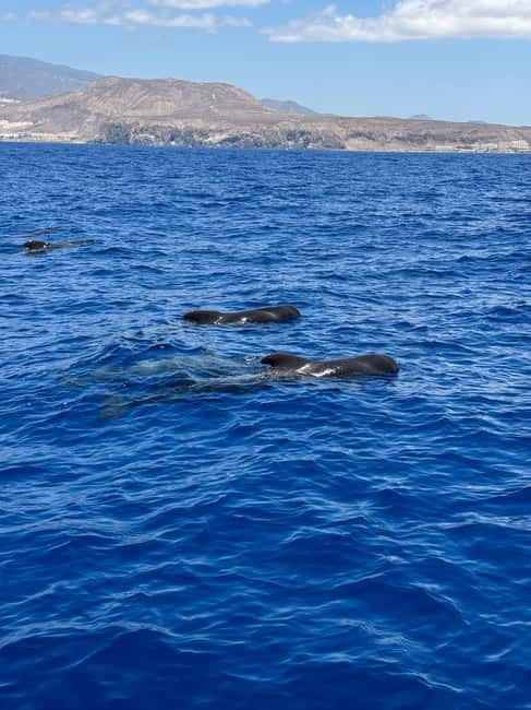 Los Cristianos: Viking Cruise Whales & Dolphins Watching - Views of Tenerife from the water: the part you’ll remember later