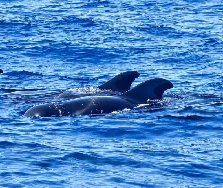 Los Cristianos: Viking Cruise Whales & Dolphins Watching - Should you book this Los Cristianos Viking whales and dolphins cruise?