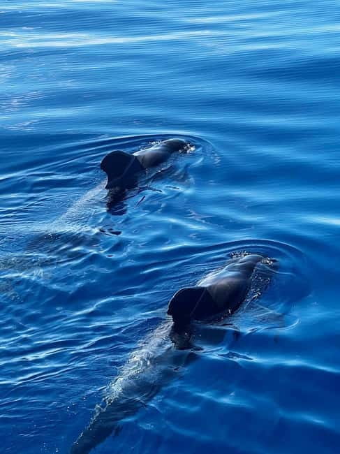 Los Cristianos: Whale Watching Cruise w/Swim Stop & Drinks - Key things that make this Tenerife cruise worth your time