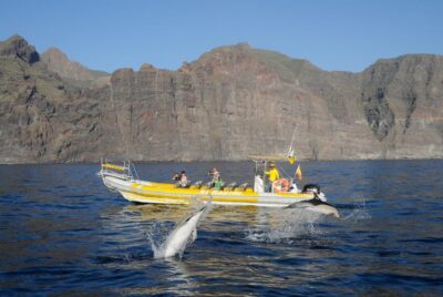 Los Gigantes: Dolphin and Whale Watching Cruise by Speedboat - Teno-Rasca Whale Sanctuary: how the wildlife search plays out