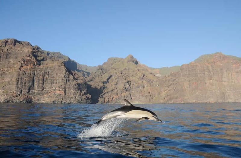 Los Gigantes: Dolphin and Whale Watching Tour with Drinks - Los Gigantes cliffs give your dolphin-and-whale search instant context