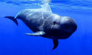 Los Gigantes: Dolphin and Whale Watching Tour with Drinks - From the Los Gigantes harbor to Masca: how the 2–3 hours unfolds