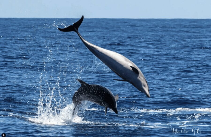 Los Gigantes: Dolphin and Whale Watching Tour with Drinks - Where to meet Flipper Uno at Los Gigantes harbor (and why being early matters)