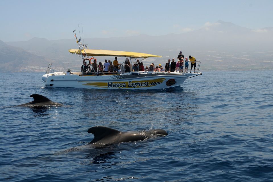 Los Gigantes: Dolphin & Whale Watching Cruise with Swim Stop - Who should book this cruise and who should think twice