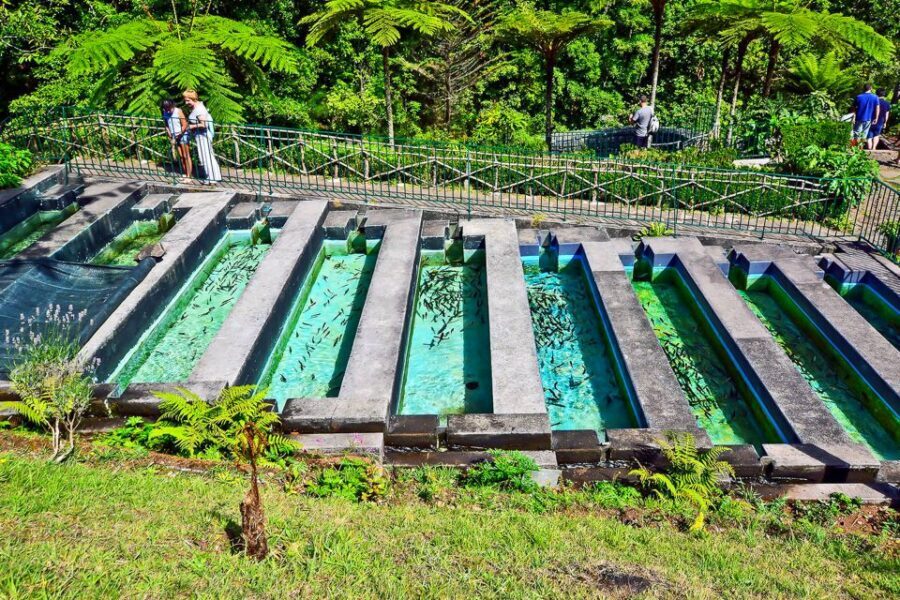 Madeira: Best of the East Tour from Funchal - Ribeiro Frio and levada country: trout pools and forest relics