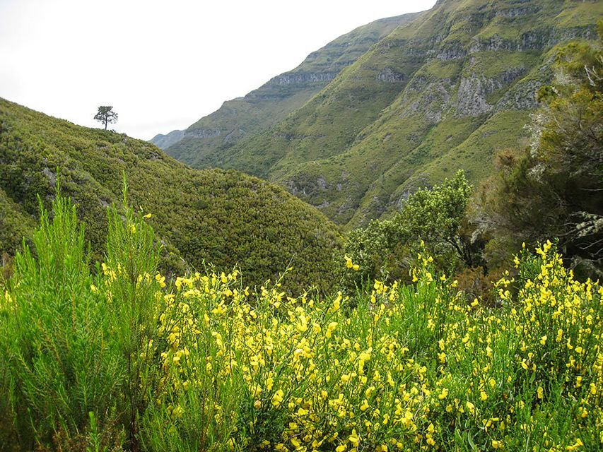 Madeira: Enjoy a Guided Levada Walk in the Rabaçal Valley - Key highlights that make this levada walk worth the day
