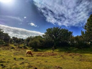 Madeira: Western Madeira Guided Trip & Fanal Mystic Forest - Pickup, timing, and how not to lose the day