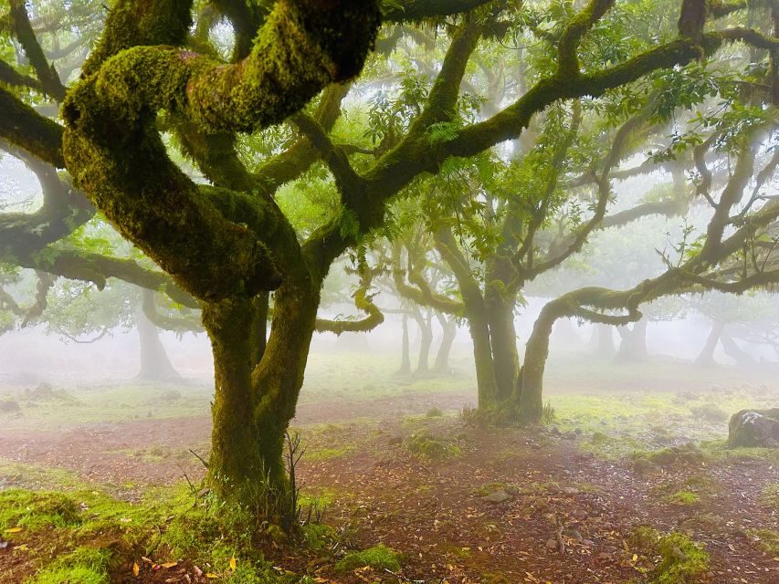 Madeira: Western Madeira Guided Trip & Fanal Mystic Forest - Cabo Girão Skywalk: the sea cliff stop you’ll remember