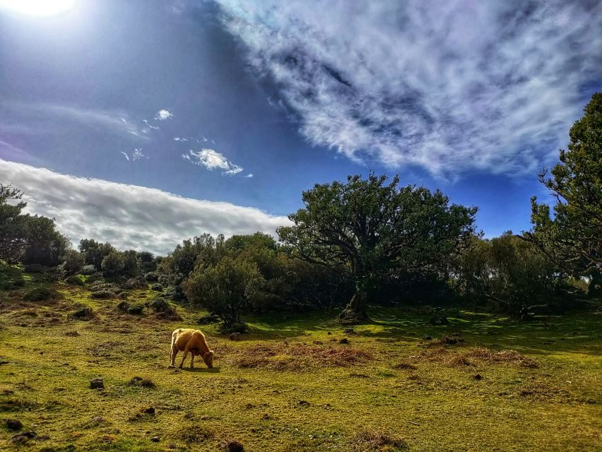 Madeira: Western Madeira Guided Trip & Fanal Mystic Forest - Pickup, timing, and how not to lose the day